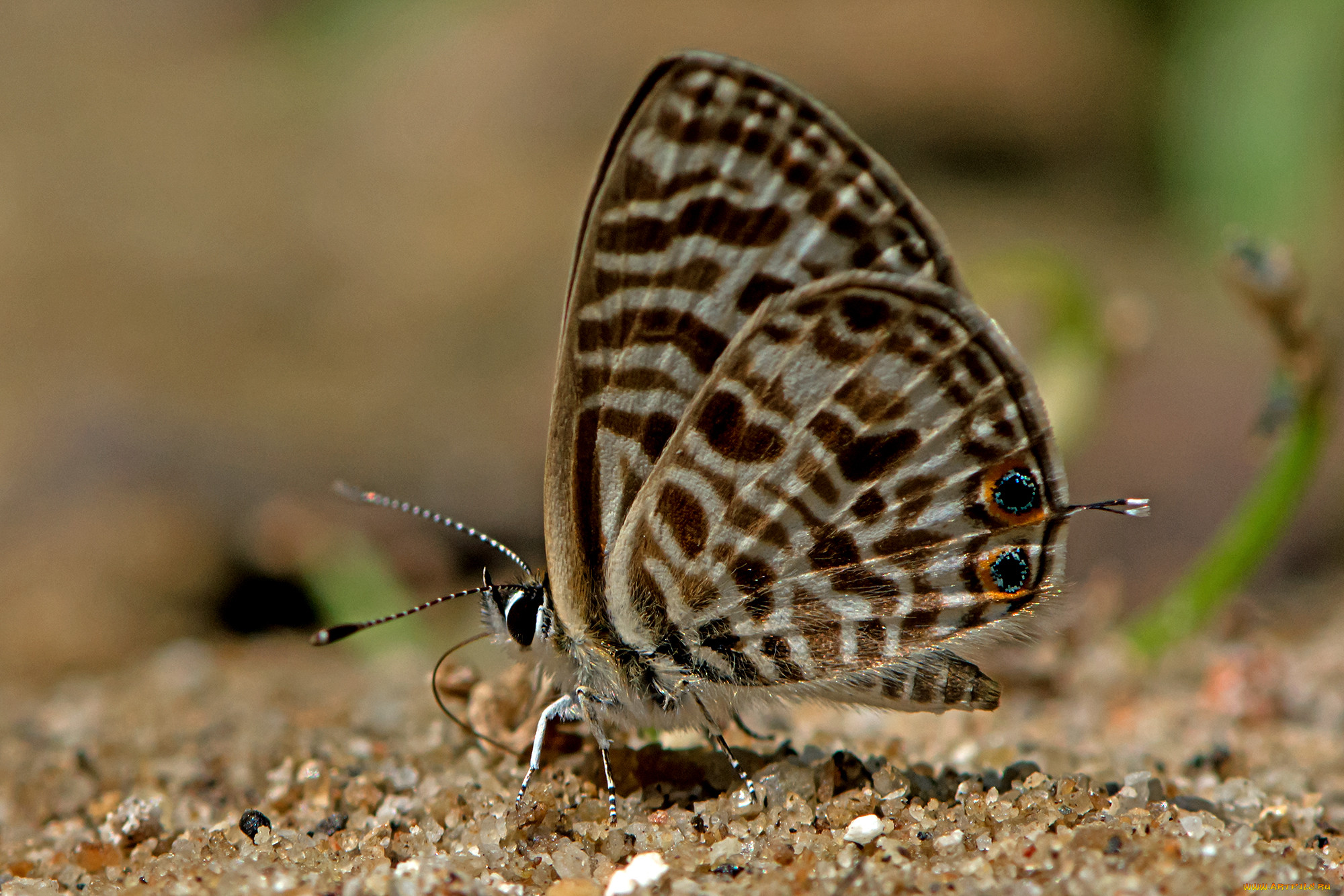 leptotes plinius - zebra blue, , ,  ,  , 